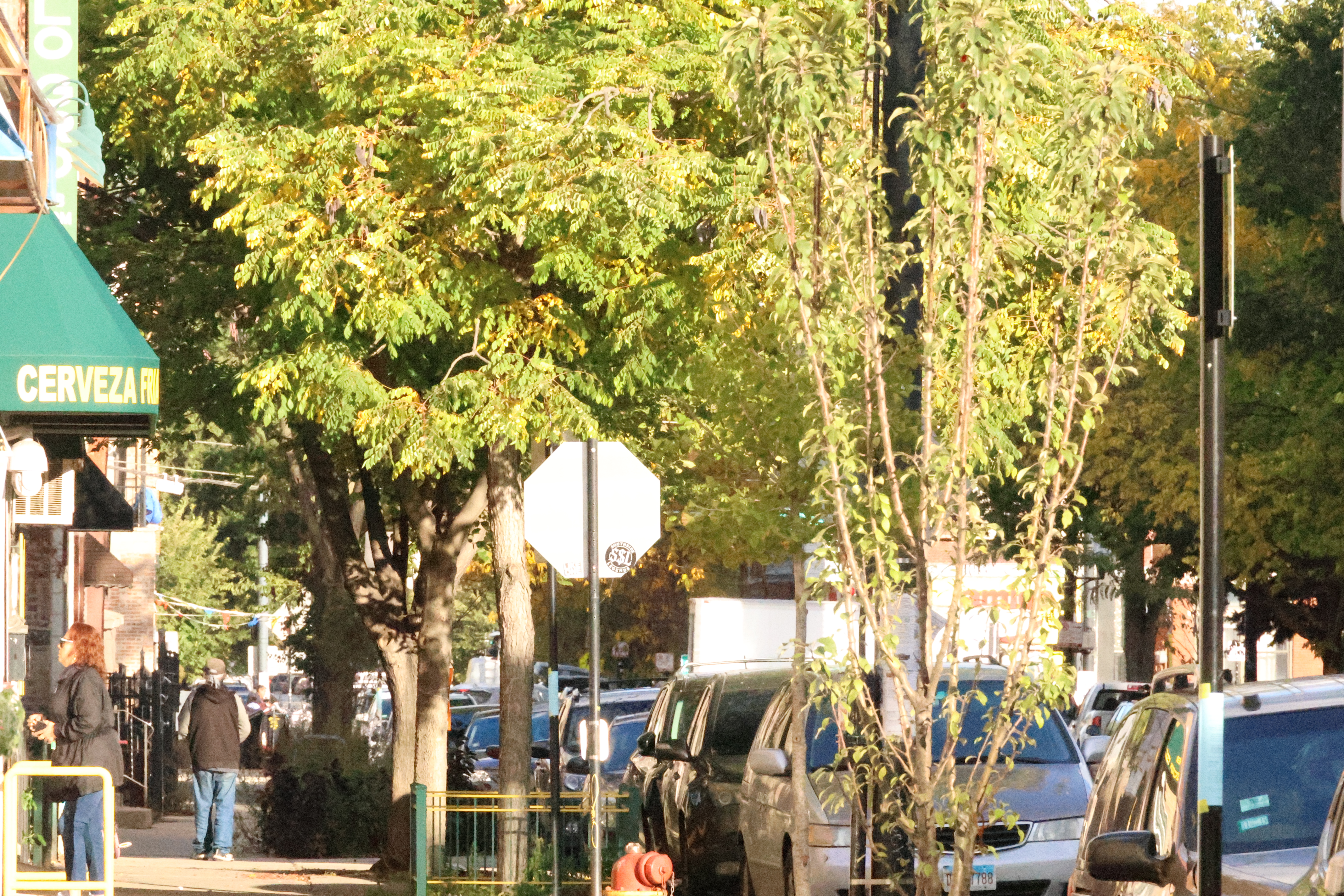 Placeholder image for "CHI 311 Planting Trees requests" story