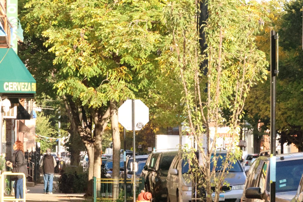 Photo for "CHI 311 Planting Trees requests" story